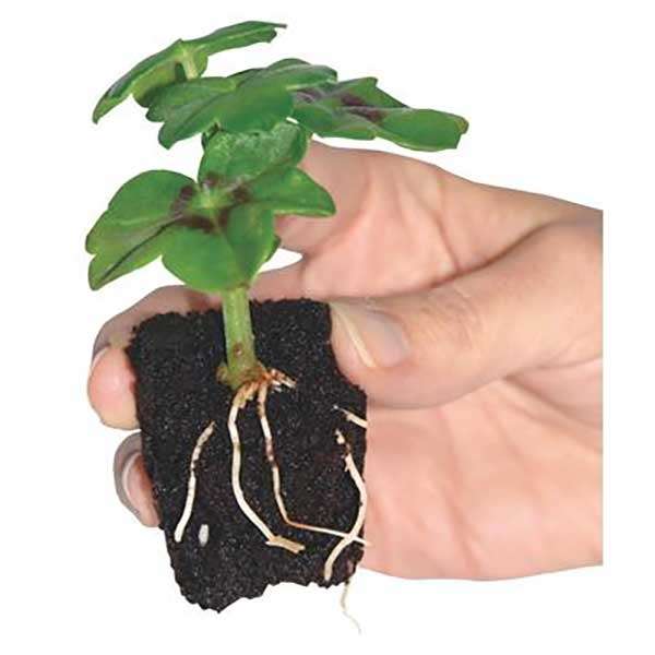 ROOT!T First Feed - for Young Plants 125ml