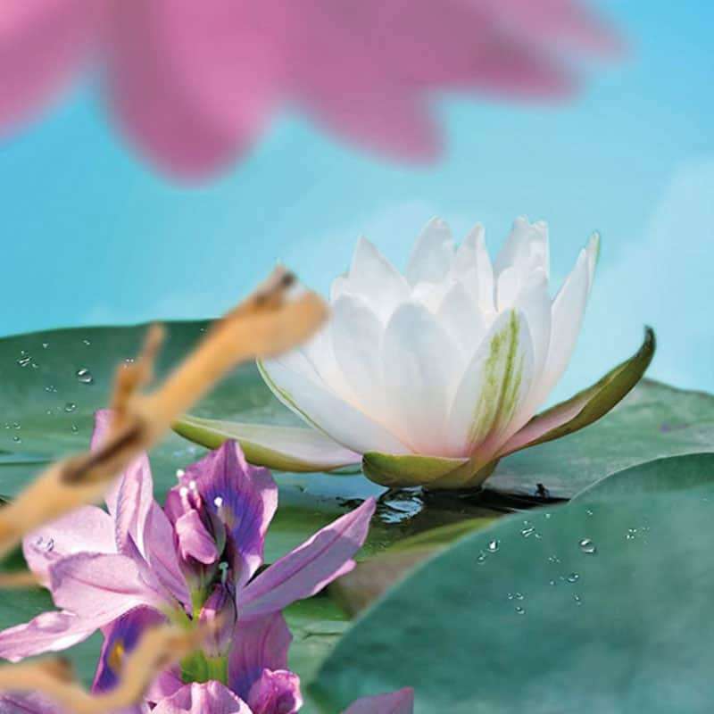 Nympheas Floral Aquatic - Lampe Berger Fragrance