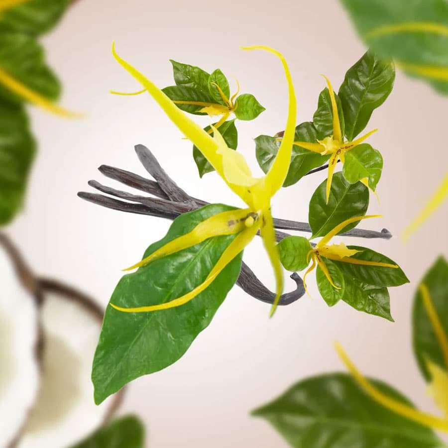 Ylang's Sun - Lampe Berger Fragrance 500ml