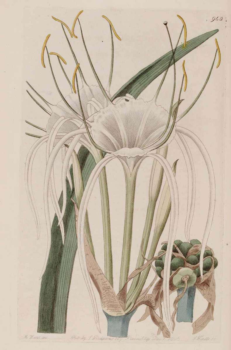 Hymenocallis harrisiana (St. Nicholas Star Spider Lily)  5 Dry Bulbs