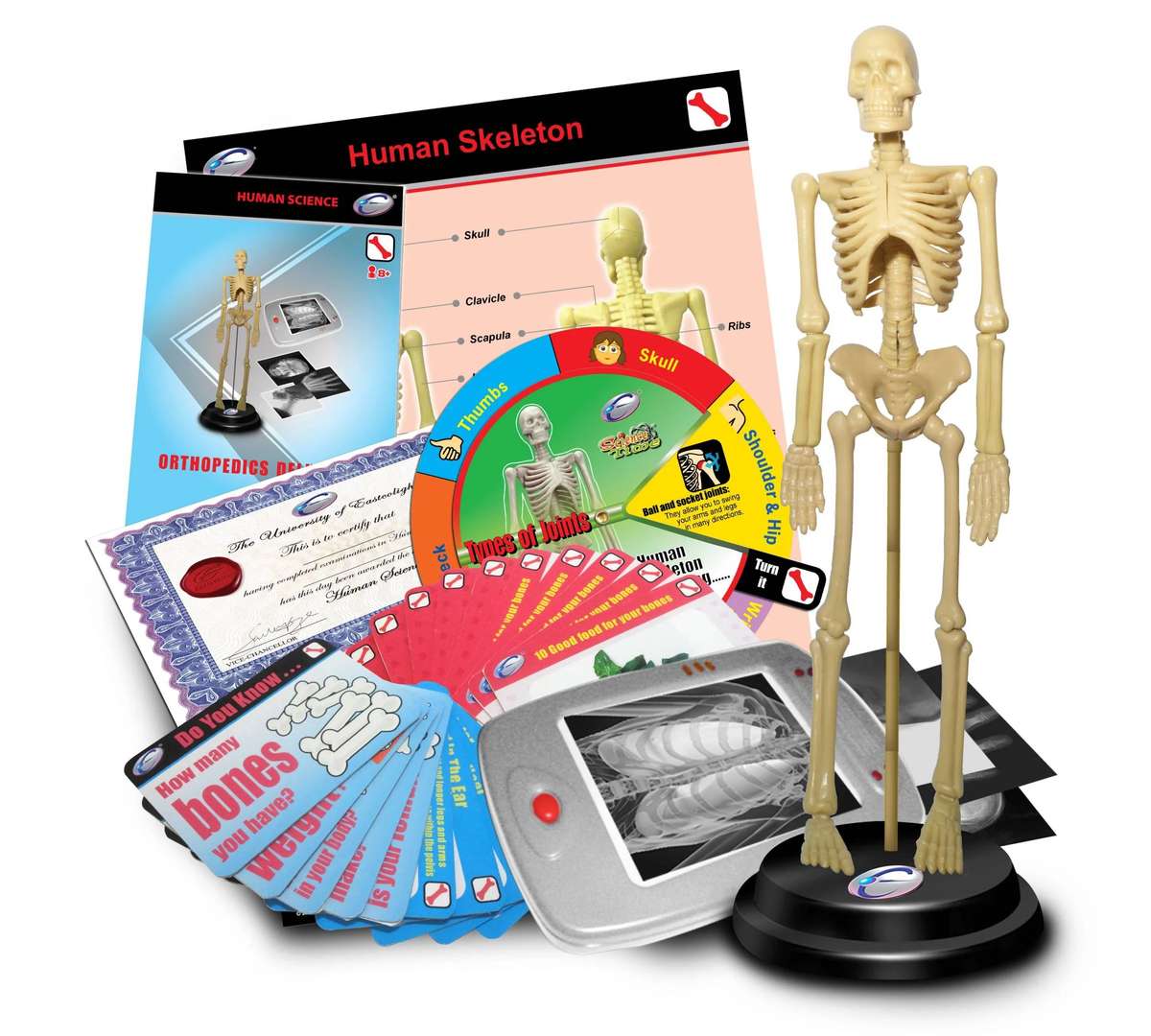 STEM Human Skeleton Orthopedics Deluxe Set