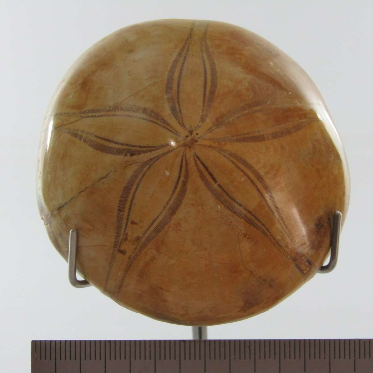 Sand Dollar Fossil B