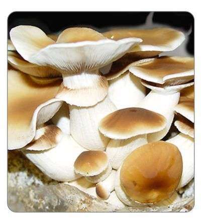 Agrocybe aegerita (Swordbelt) Spawn 2kg
