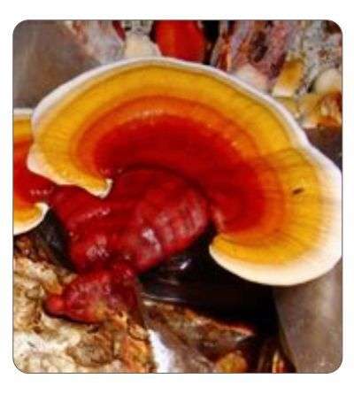 Reishi Agar Culture (petri dish)