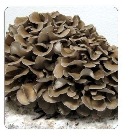 Maitake Spawn 2kg