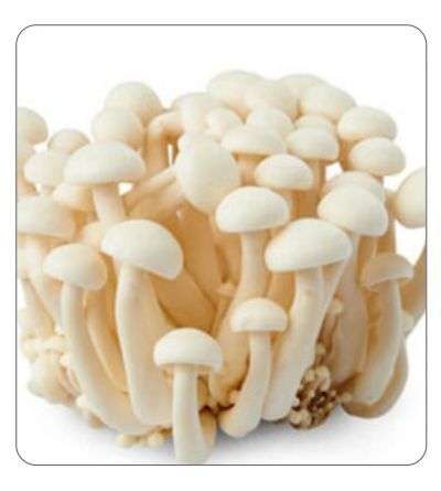 Shimeji (white) Spawn 2kg