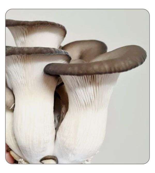Elf Oyster Spawn 2kg
