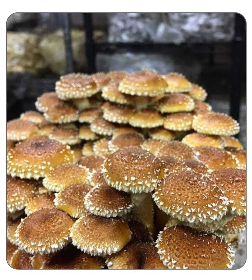 Chestnut mushroom Spawn 2kg