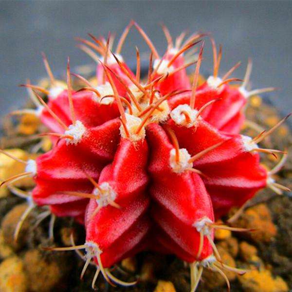 Egrow 200Pcs/Pack 200Pcs Scallop Red Cactus Seeds Meaty Plant Mini Succulent Bo