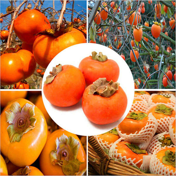 Egrow 30 Pcs/Pack Persimmon Tree Seeds Diospyros Kaki Fruit Seed Home Garden Bo