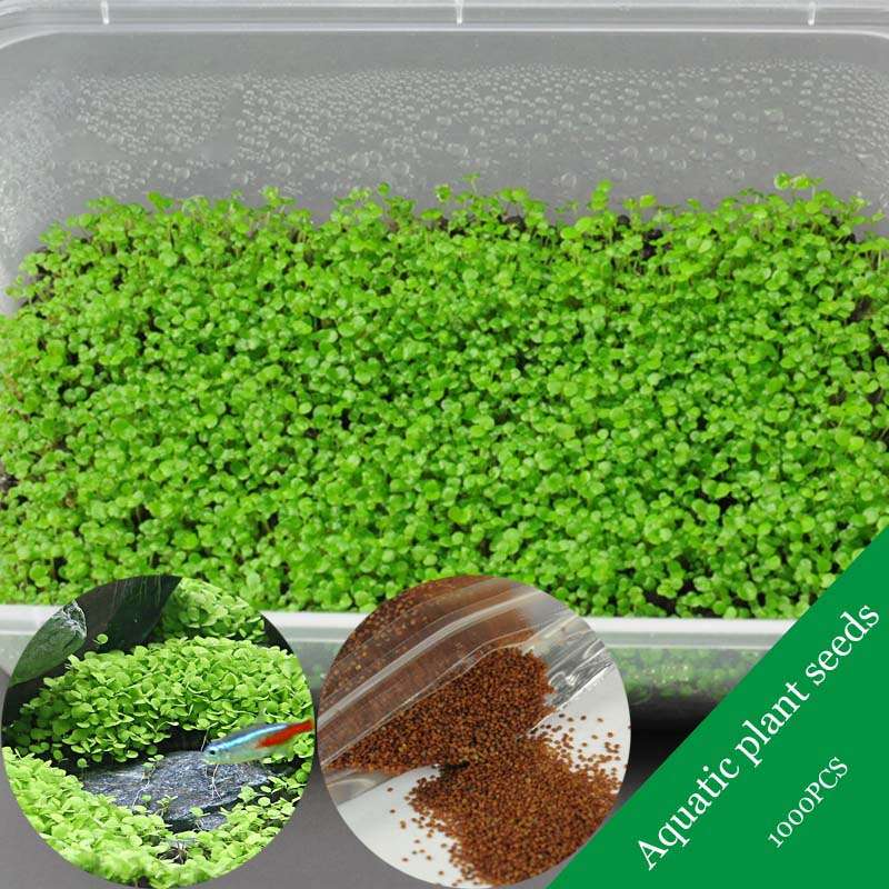 Egrow 1000Pcs/Pack Aquarium Grass Seeds Aquatic Fish Tank Decor Water Plants Se