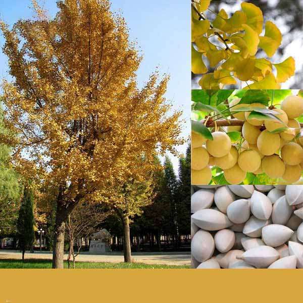 Egrow 5 Pcs/Pack Ginkgo Biloba Seeds Rare Maidenhair Tree Seed Strong Adaptabil
