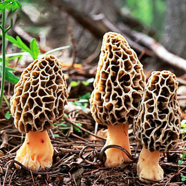 Egrow 100Pcs/Bag Morel Mushroom Strains Seeds Garden Planting Edible Eryngii Ve