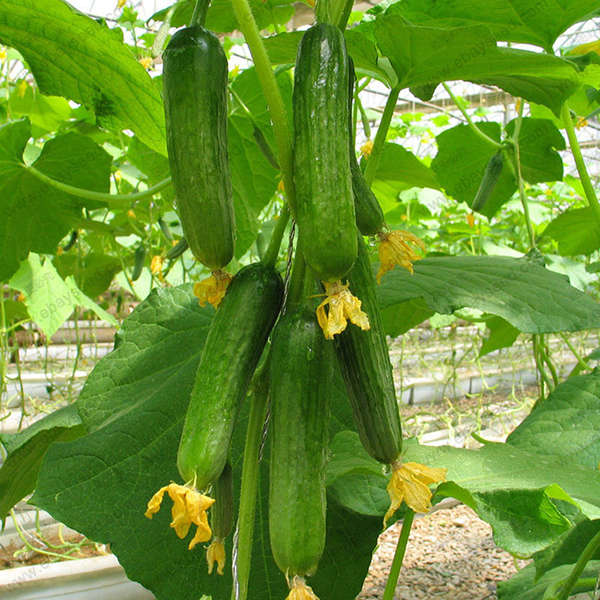 Egrow 20 Pcs/Pack Dutch Cucumber Cuke Seeds Green Vegetables Seed For Home Gard