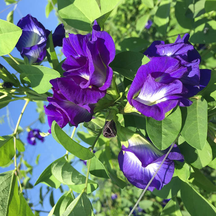 Egrow 50Pcs Purple Clitoria Ternatea Seeds Home Garden Bonsai Outdoor Climbing