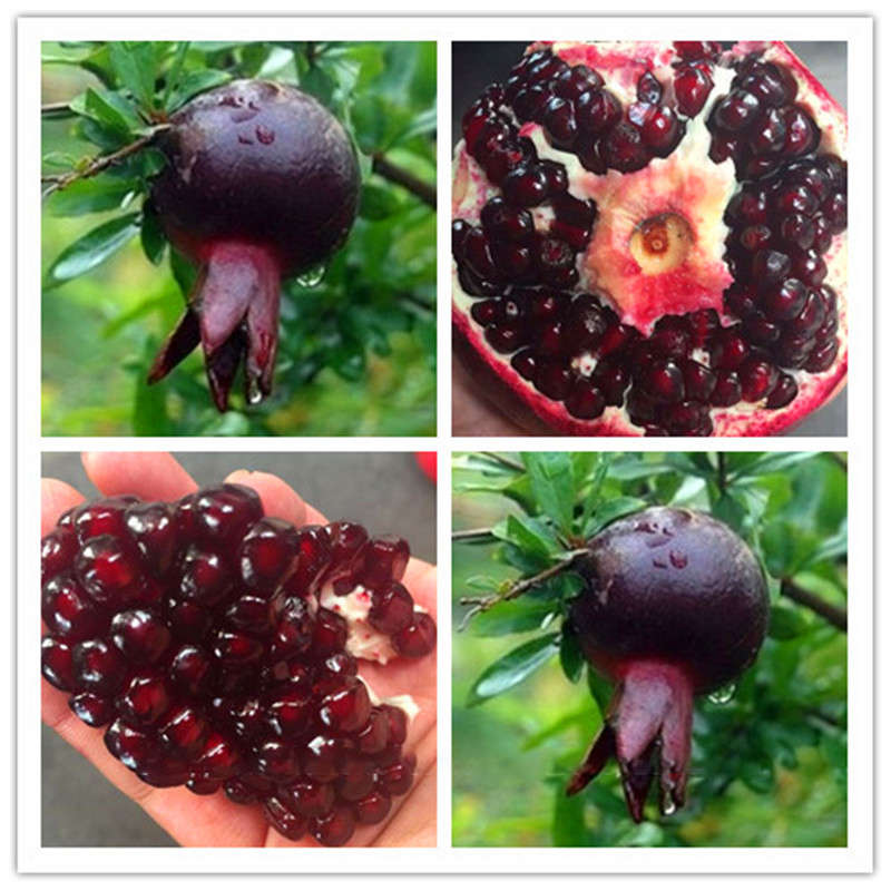 Egrow 30Pcs/Pack Black Pomegranate Seeds Home Garden Delicious Fruit Tree Bonsa