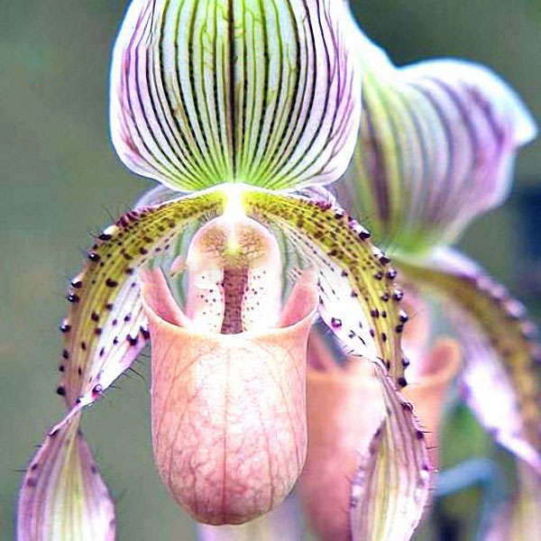 Egrow 20pcs/Bag New Sementes Rare Orchid Seeds Flower Orchid Seeds For Home Gar