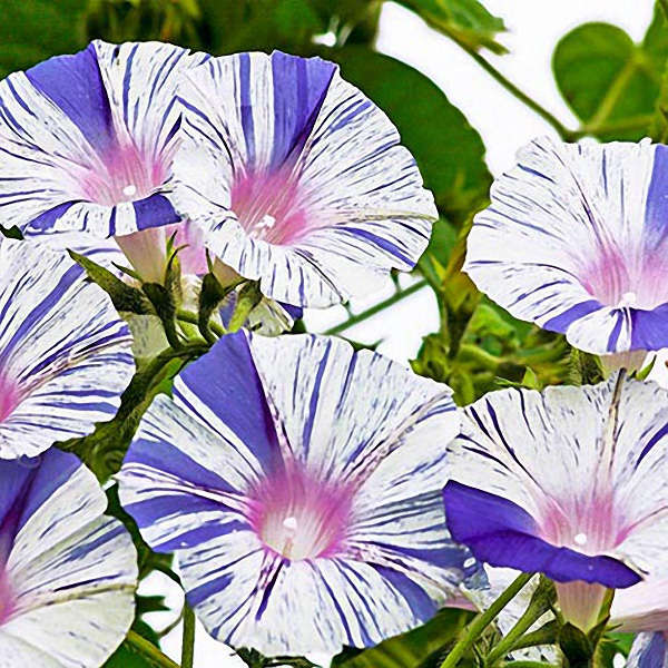 Egrow 20Pcs/Pack Venice Blue Morning Glory Seeds Home Garden Decoration Flower