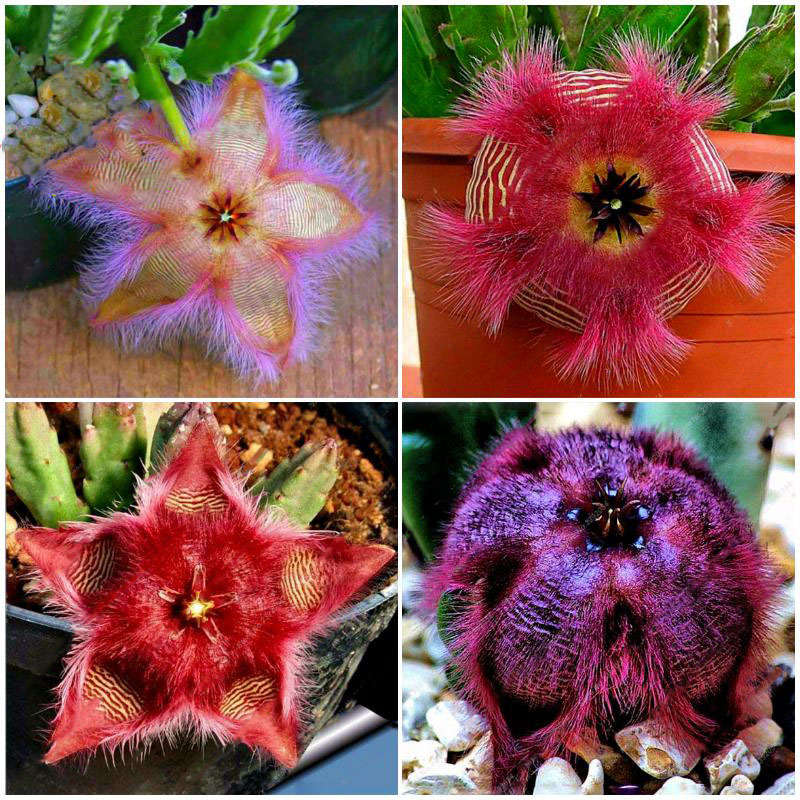 Egrow 100Pcs/Pack Stapelia Pulchella Seeds Colorful Cactus Lithops Bonsai Garde