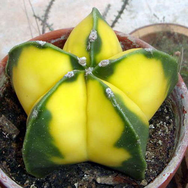 Egrow 10Pcs Yellow Cactus Seeds Meaty Plant Seeds Mini Succulent Bonsai Plants