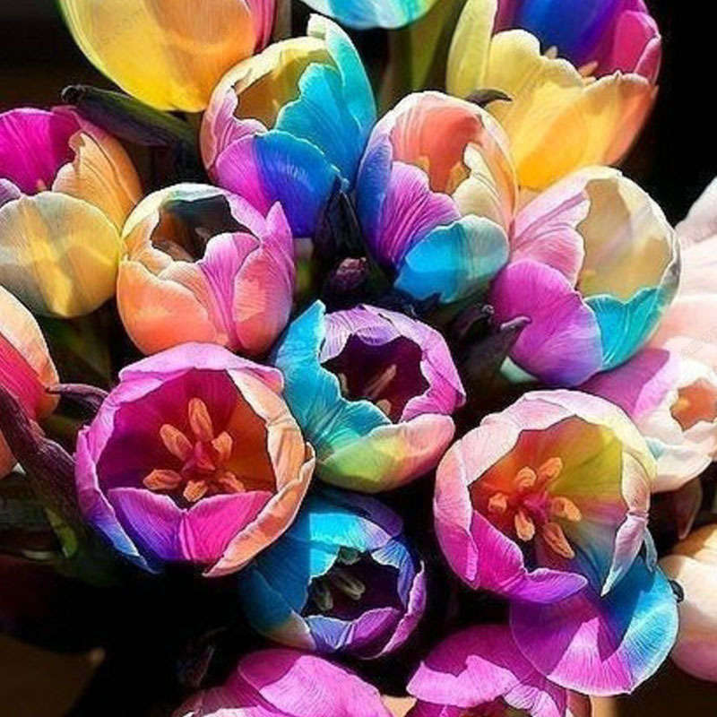 Egrow 120Pcs/Pack Tulip Flower Seeds Purple White Edge Flowers Perennial Home G