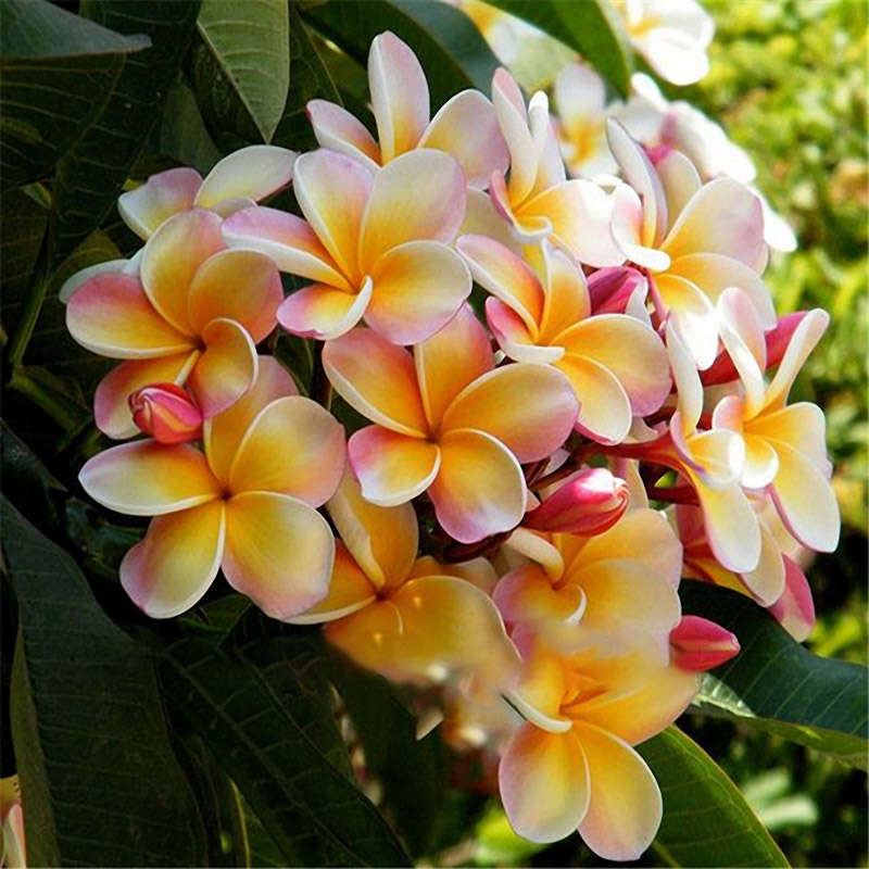 Egrow 100Pcs/Pack Plumeria Seeds Garden DIY Bonsai Hawaiian Frangipani Decorati