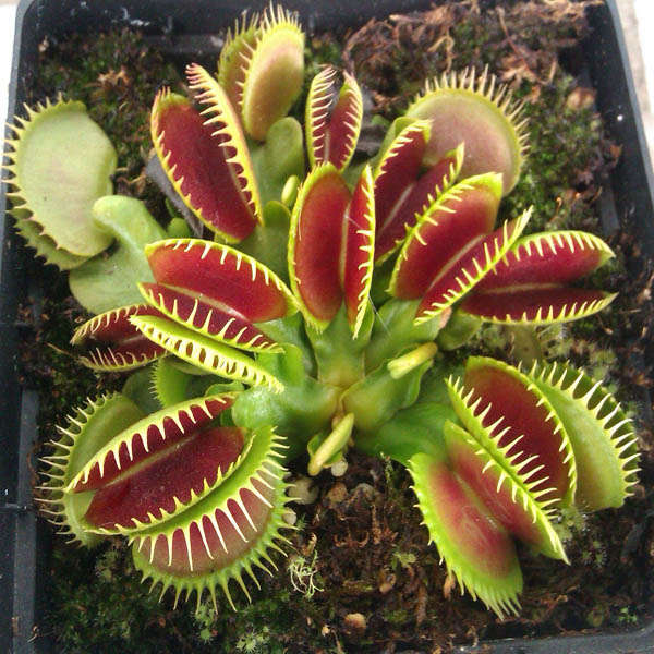 100pcs Catchfly Potted Plant Seeds Garden Venus Flytrap Insectivorous Plant