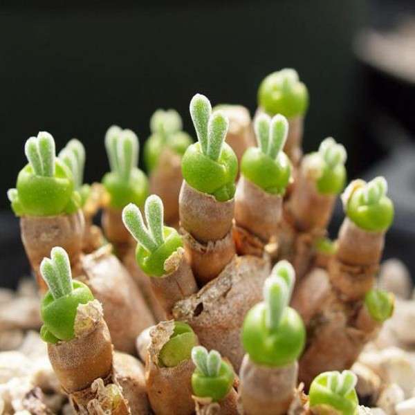 10pcs Monilaria Obconica Succulent Plants Seeds Garden Aizoaceae Perennial Herb