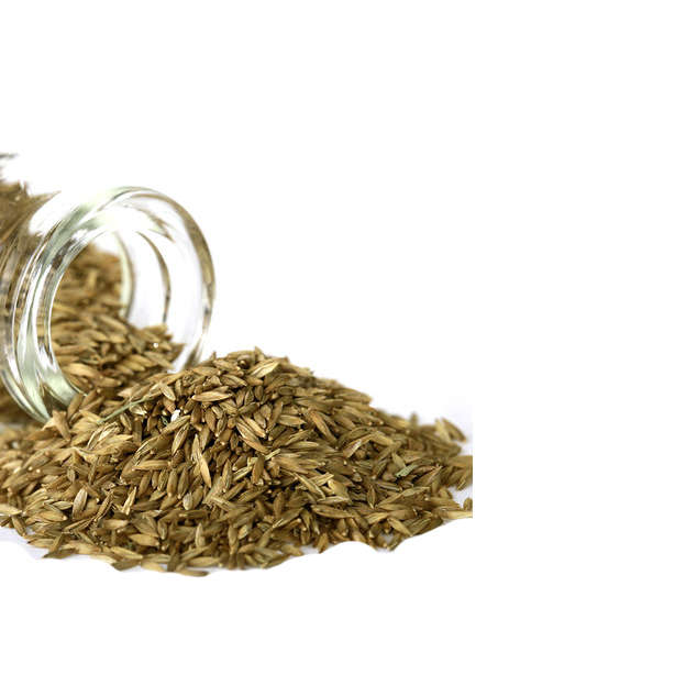 Yani Aquatic Plant Seeds Indoor Ornamental Grass Seed Grass Landscaping Decorat