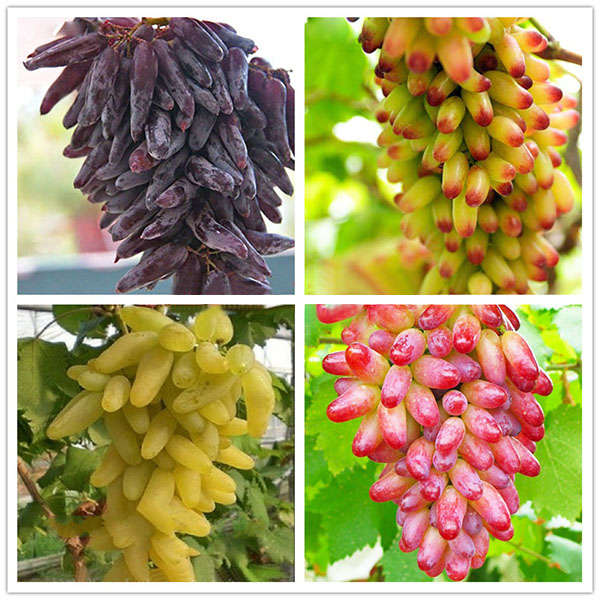 Egrow 50 Pcs/Pack Finger Grape Seed Delicious Potted Fruit Grapes Plant Seeds F