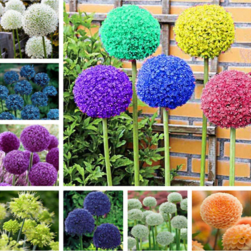 Egrow 100 PCS Garden Outdoor Giant Allium Giganteum Beautiful Flower Seeds Bons