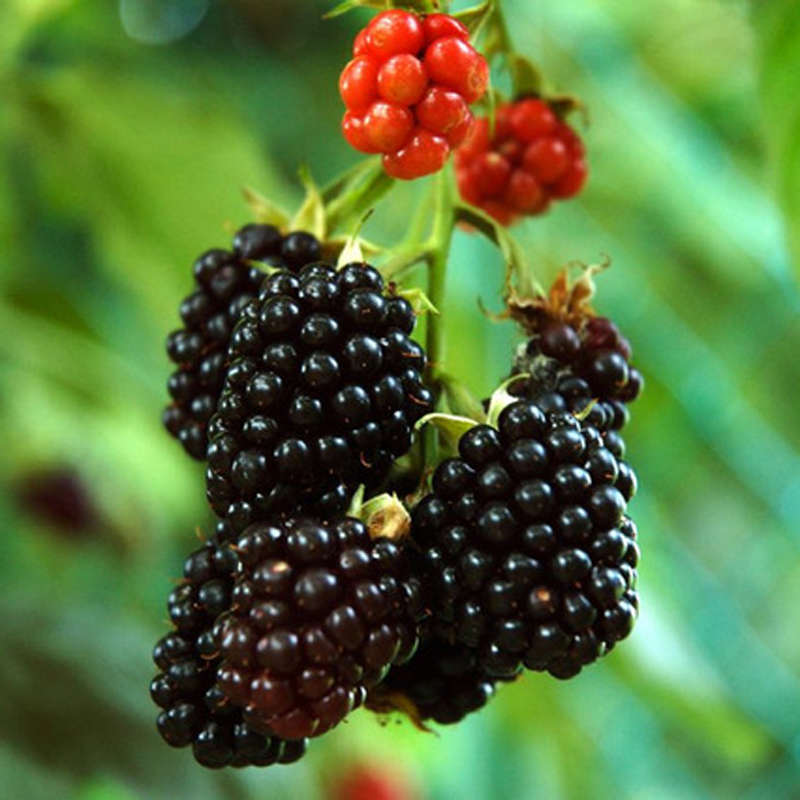 100Pcs Black Mulberry Seeds Morus Nigra Tree Garden Bush Seeds DIY Home Garden