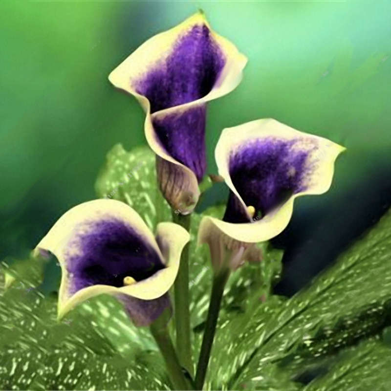 Egrow 50 PCS Garden Calla Lily Seeds Tropics Blooming Plants Outdoor Indoor Pot