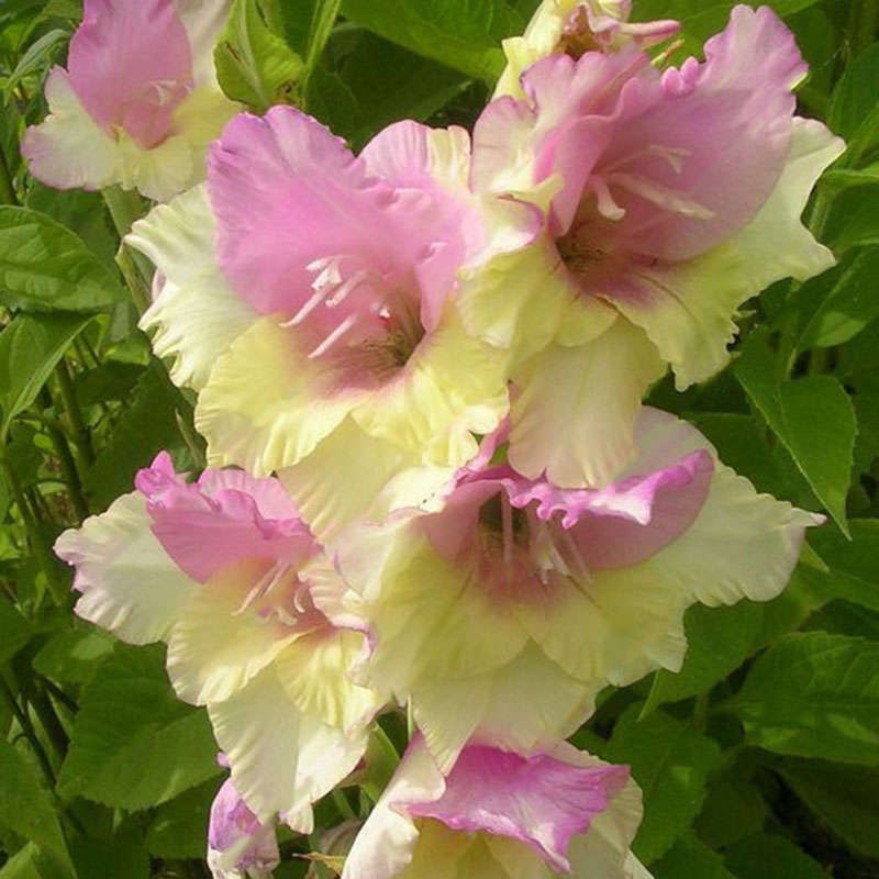 Egrow 100 PCS Gladiolus Flower Seeds Rare Sword Lily Flowers Courtyard Garden P