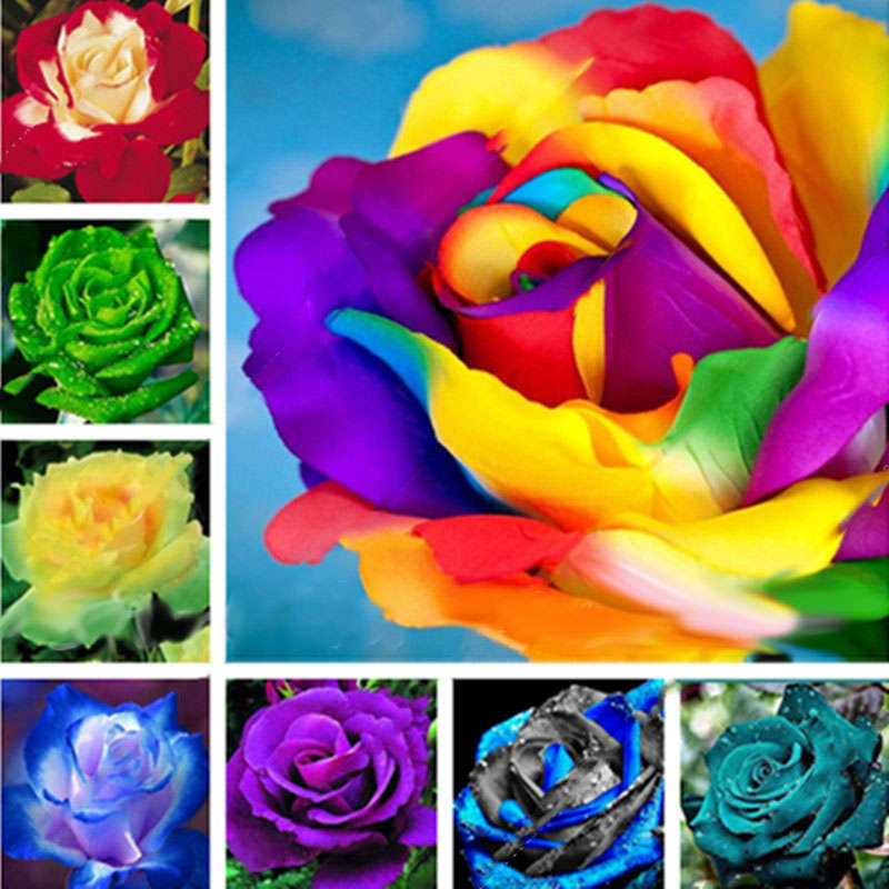 Egrow 100 Pcs Colorful Rare Rose Seeds Garden DIY Flower Bonsai Perennial Plant