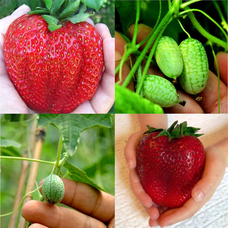 Egrow Rare Fruits Seeds Combination Huge Strawberries and Mini Watermelons Seed