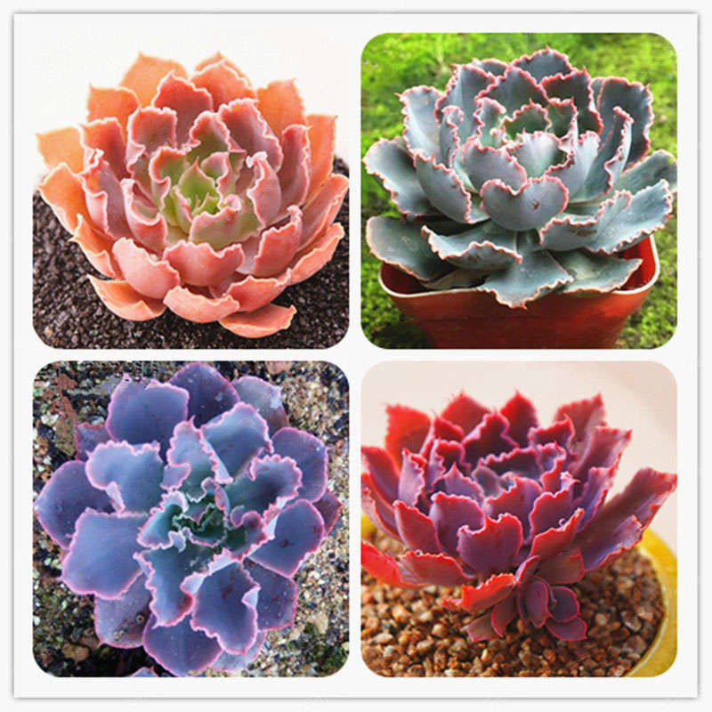 Egrow 100Pcs/Pack Echeveria Succulent Seeds Garden Planting Rare Lithops Plant