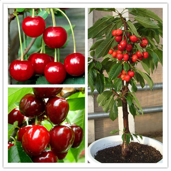 Egrow 20 Pcs/Bag Cherry Seeds Home Indoor Fruit Bonsai Dwarf Cherry Tree Seed P