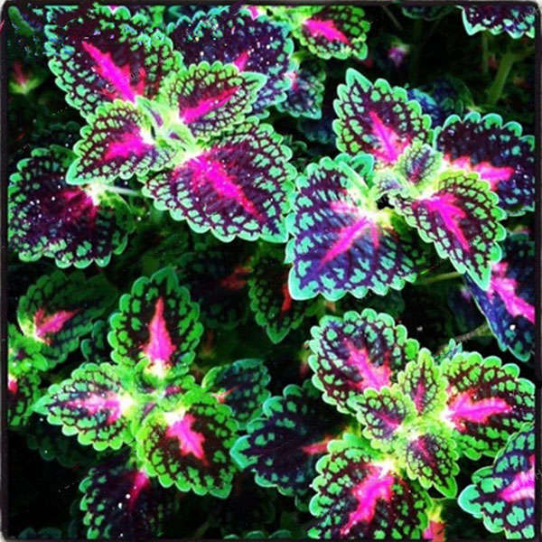 Egrow 100Pcs/Pack Coleus Seeds Rainbow Dragon Seeds Garden Japanese Foliage Pla