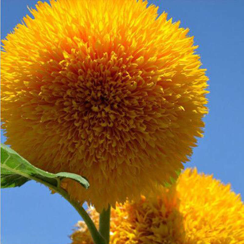 15Pcs Teddy Bear Sunflower Seeds Home Garden Semi Dwarf Helianthus Garden Beaut