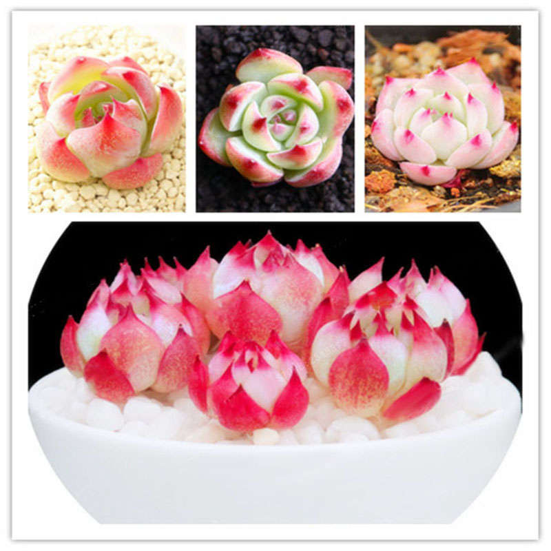 Egrow 100Pcs/Pack Echeveria Succulents Lithops Seeds Home Garden Bonsai Flower