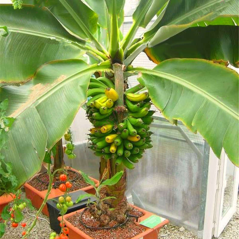 Egrow 200Pcs Garden Banana Seeds Outdoor Dwarf Fruit Trees Banana Milk Taste Pe