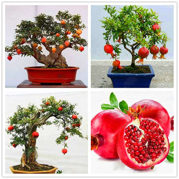 Egrow 30Pcs/Pack Pomegranate Seeds Sweet Delicious Indoor Fruit Seeds Pomegrana