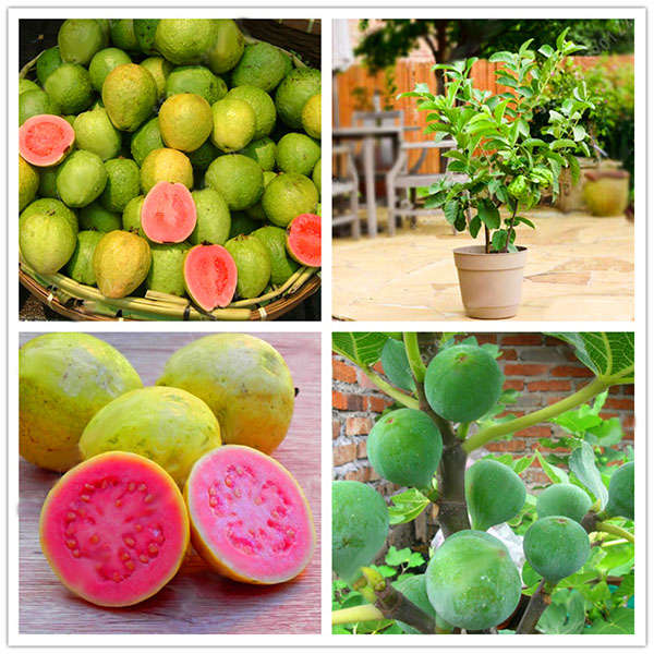 Egrow 30 Pcs/Pack Guava Seeds Tropical Sweet Fruit Tree Plants Seed for Garden