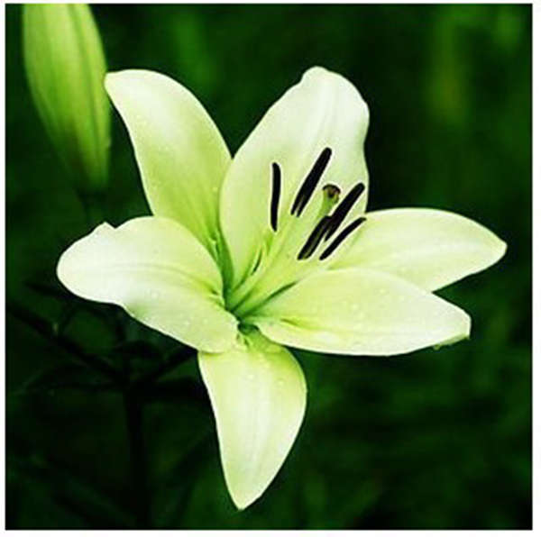 Egrow 100Pcs/Pack Perfume Lily Seeds Home DIY Decoration Potted Flower Seeds Pl
