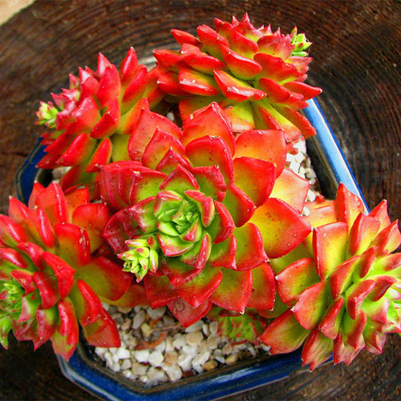 Egrow 100Pcs/Bag Sedeveria Letizia Cactus Seeds Lotus Lithops Succulent Bonsai