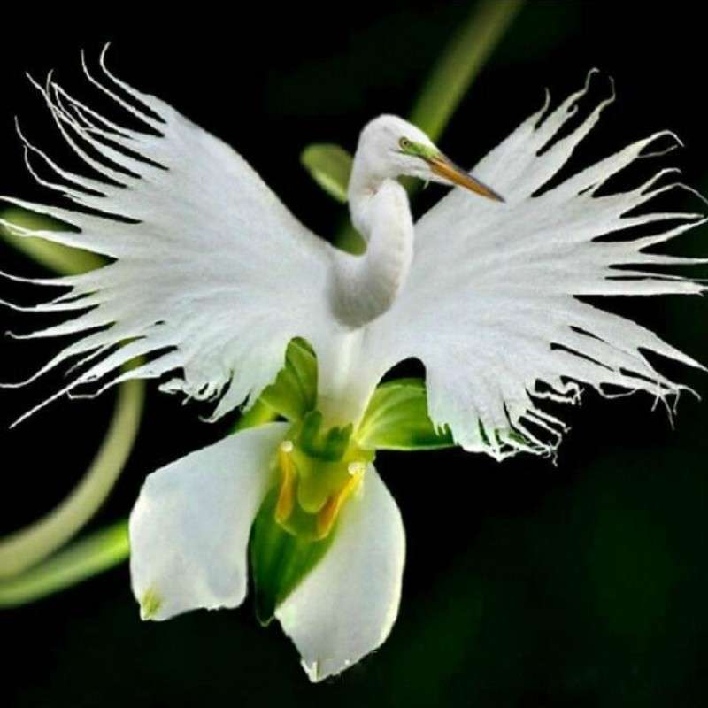 200pcs Japanese Egret Flowers Seeds White Egret Orchid Seeds Radiata Rare White