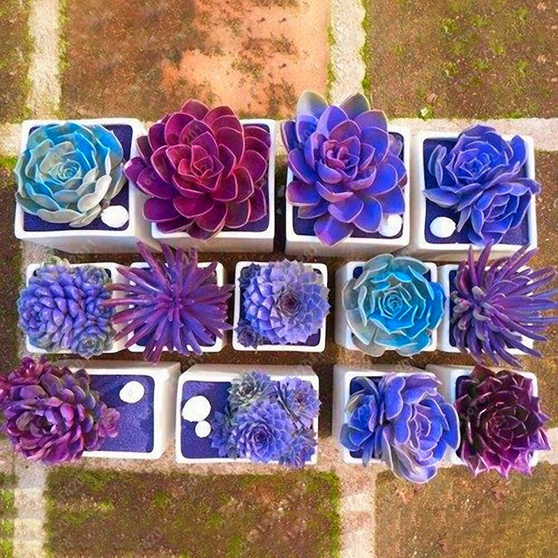 Egrow 200PCS Echeverione Succulent Seeds Mixed Color Garden Potted Flower Seed