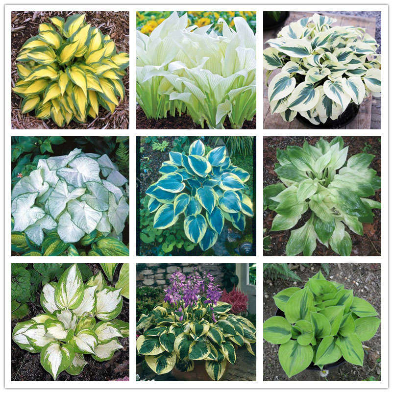 Egrow 100Pcs Plantain Lily Flower Seeds Green Yellow Hosta Plants Seeds Garden