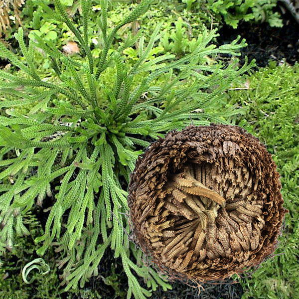 1Pcs Resurrection Plants Hydrophile Rose Of Jericho Dinosaur Plant Air Fern Spi
